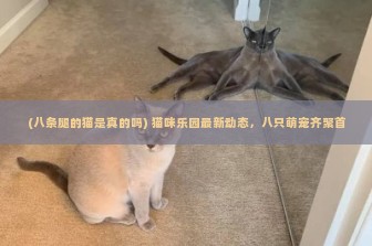 (八条腿的猫是真的吗) 猫咪乐园最新动态，八只萌宠齐聚首